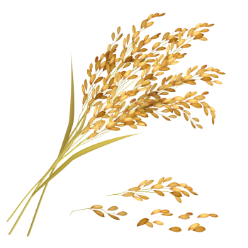 rice-grain-illustration rice-grain-illustration